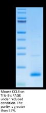 Mouse CCL8 Protein (CCL-ME108)