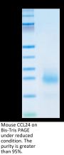 Mouse CCL24 Protein (CCL-MM124)