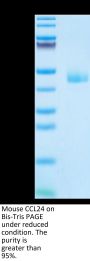 Mouse CCL24 Protein (CCL-MM224)