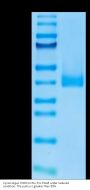 Cynomolgus CCR8 Protein (CCR-CM308)