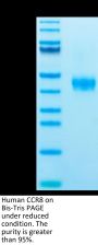 Human CCR8 Protein (CCR-HM308)