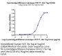 Cynomolgus/Rhesus macaque CD117 Protein (CD1-CM117)