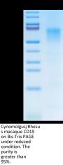 Cynomolgus/Rhesus macaque CD19 Protein (CD1-CM119)