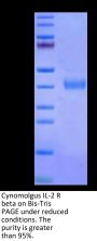 Cynomolgus IL-2 R beta/CD122 Protein (CD1-CM122)