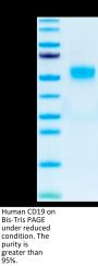 Human CD19 Protein (CD1-HM119)