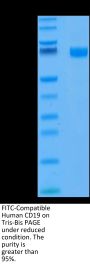 FITC-Compatible Human CD19 Protein (CD1-HM119F)
