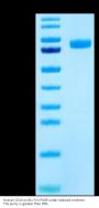 Human CD14 Protein (CD1-HM214)