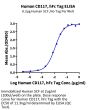 Human CD117 Protein (CD1-HM217)