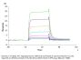 Human IL-2 R beta/CD122 Protein (CD1-HM222)