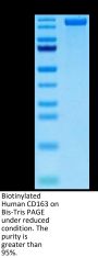 Biotinylated Human CD163 Protein (CD1-HM463B)