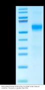 Biotinylated Human CD19 Protein (CD1-HMR102)