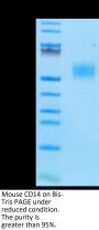 Mouse CD14 Protein (CD1-MM114)