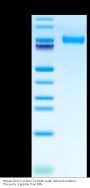Mouse CD117 Protein (CD1-MM117)