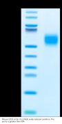 Mouse CD19 Protein (CD1-MM119)