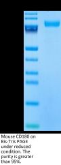 Mouse CD180 Protein (CD1-MM180)