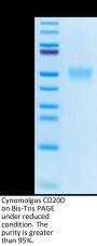 Cynomolgus CD200/OX-2 Protein (CD2-CM120)