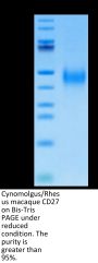 Cynomolgus/Rhesus macaque CD27/TNFRSF7 Protein (CD2-CM127)