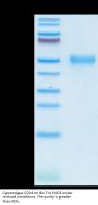 Cynomolgus CD24 Protein (CD2-CM224)