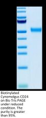 Biotinylated Cynomolgus CD24 Protein (Primary Amine Labeling) (CD2-CM224B)