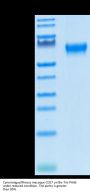 Cynomolgus/Rhesus macaque CD27/TNFRSF7 Protein (CD2-CM227)