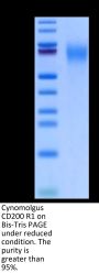 Cynomolgus CD200 R1/CRTR2 Protein (CD2-CM4R1)