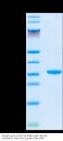 Human CD24 Protein (CD2-HE624)