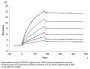 Biotinylated Human CD20/MS4A1 Protein-VLP (CD2-HM123B)