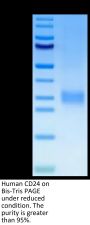 Human CD24 Protein (CD2-HM124)