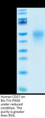 Human CD27/TNFRSF7 Protein (CD2-HM127)