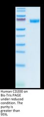 Human CD200/OX-2 Protein (CD2-HM220)