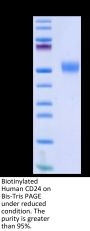 Biotinylated Human CD24 Protein (Primary Amine Labeling) (CD2-HM224B)