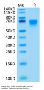 Human CD27/TNFRSF7 Protein (CD2-HM227)