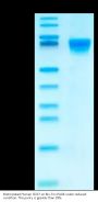 Biotinylated Human CD27/TNFRSF7 Protein (CD2-HM227B)