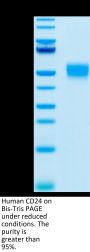 Human CD24 Protein, Ultra Low Endotoxin (CD2-HM324-UL)