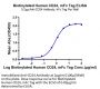 Biotinylated Human CD24 Protein (Primary Amine Labeling) (CD2-HM324B)
