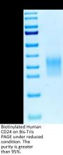 Biotinylated Human CD24 Protein (CD2-HM424B)