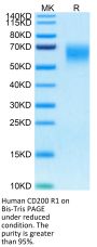 Human CD200 R1/CRTR2 Protein (CD2-HM4R1)
