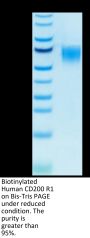Biotinylated Human CD200 R1/CRTR2 Protein (CD2-HM4R1B)