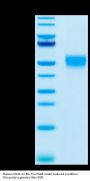 Human CD24 Protein (CD2-HM624)