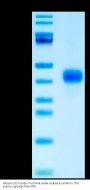 Mouse CD27/TNFRSF7 Protein (CD2-MM127)