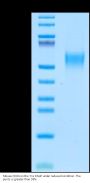 Mouse CD24 Protein (CD2-MM324)