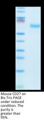 Mouse CD27/TNFRSF7 Protein (CD2-MM327)