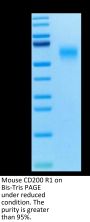 Mouse CD200 R1/CRTR2 Protein (CD2-MM4R1)
