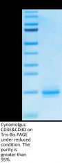 Cynomolgus CD3E&CD3D/CD3 epsilon&CD3 delta Protein (CD3-CM101)