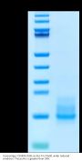 Cynomolgus CD3E&CD3G/CD3 epsilon&CD3 gamma Protein (CD3-CM102)
