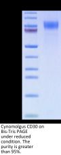 Cynomolgus CD30/TNFRSF8 Protein (CD3-CM130)