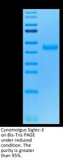 Cynomolgus Siglec-3/CD33 Protein (CD3-CM133)