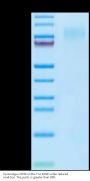 Cynomolgus CD34 Protein (CD3-CM134)