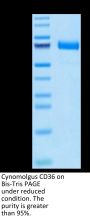 Cynomolgus CD36/SR-B3 Protein (CD3-CM136)