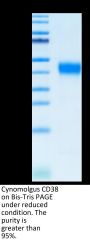 Cynomolgus CD38 Protein (CD3-CM138)